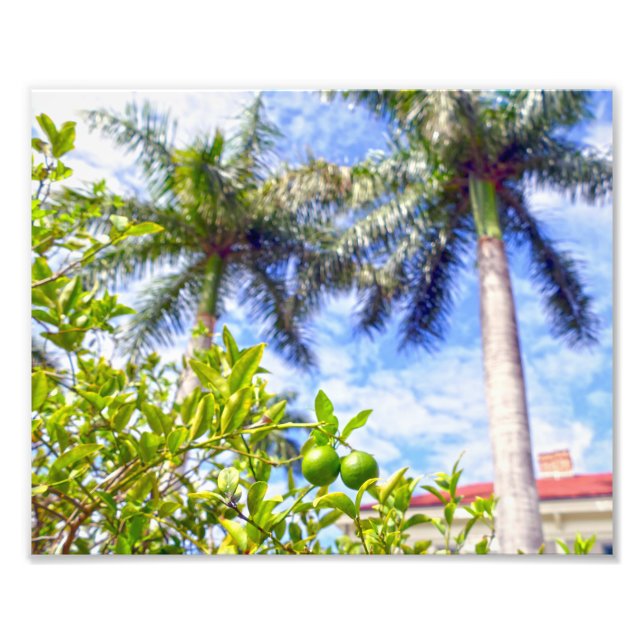 Limequats in Florida Photo Print (Front)