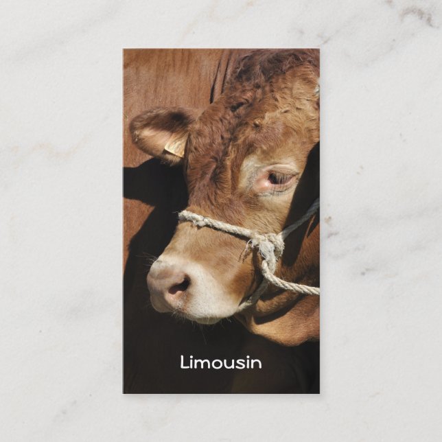 Limousin bull business card (Front)