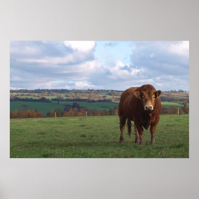 Limousin Bull Print (Front)