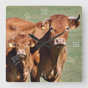 Limousin cow and calf clock with numbers