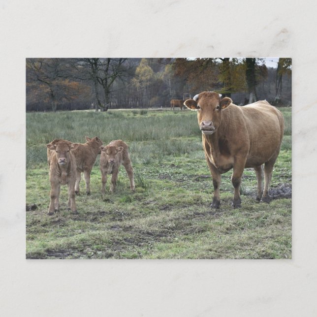 Limousin cow and calves postcard (Front)