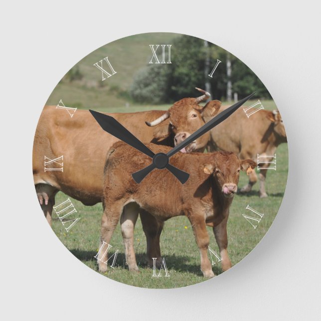 Limousin cow washing her calf round clock (Front)