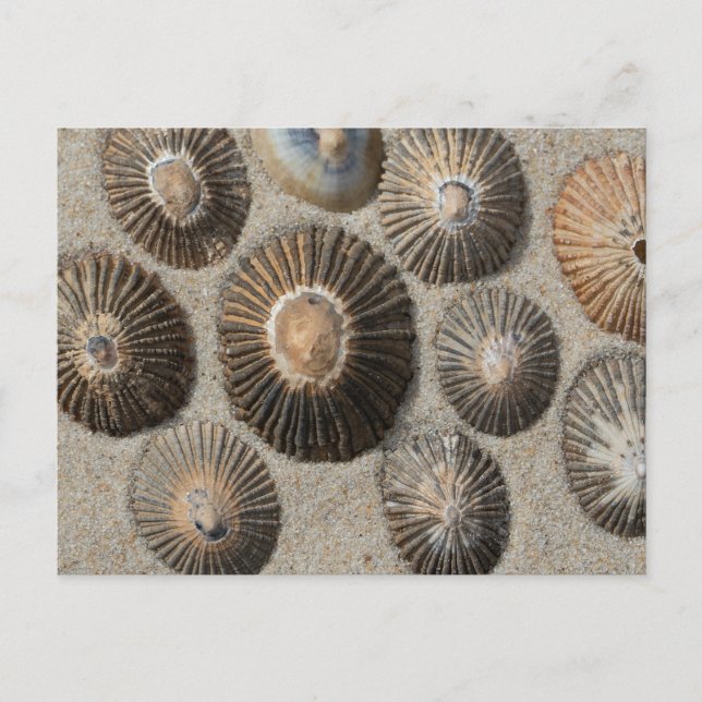 Limpets Postcard (Front)