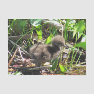 Limpkin Chick - Florida Wading Bird Tissue Paper