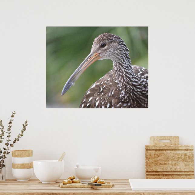 Limpkin Close-Up Florida Bird Portrait Poster (Kitchen)