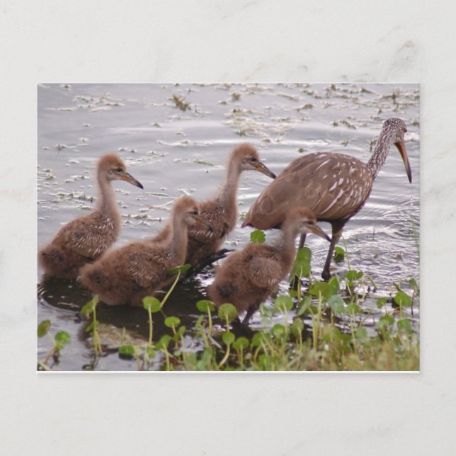 Limpkin Family Postcard (Front)