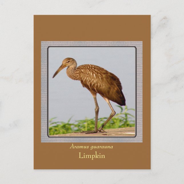 LImpkin Postcard (Front)