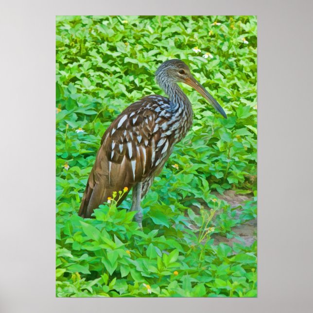 Limpkin, Swamp Bird Print (Front)