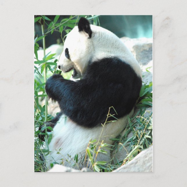 Lin Hui Postcard (Front)