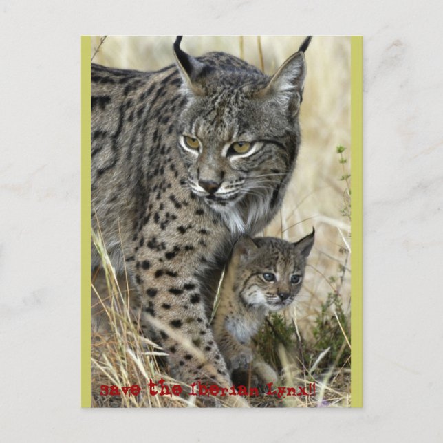 Lince Ibérico - Iberian Lynx Postcard (Front)