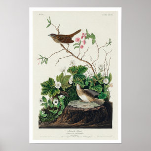 Lincoln Finch by Audubon Poster