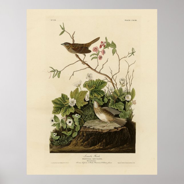 Lincoln Finch (Sparrow) Audubon's Birds of America Poster (Front)