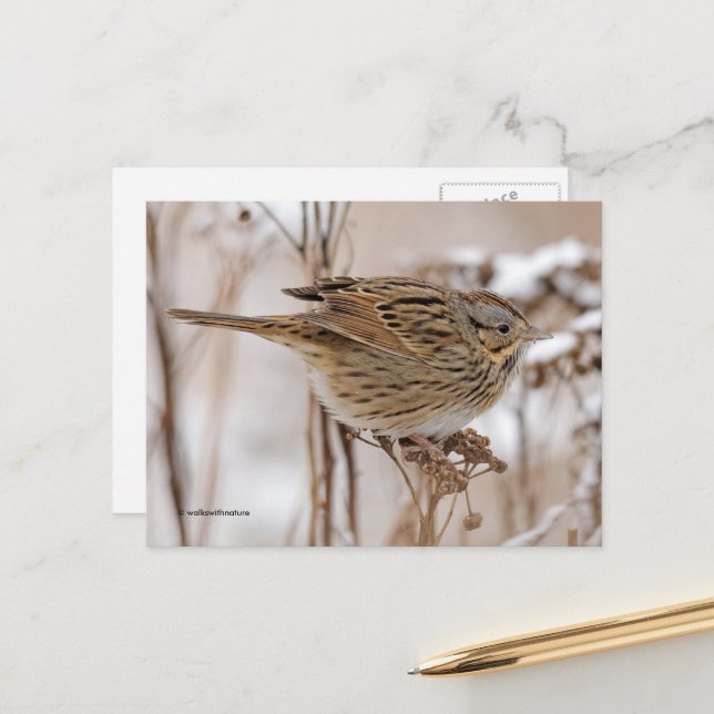 Lincoln's Sparrow Songbird on Tansy Postcard (Front/Back In Situ)