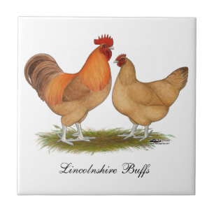 Lincolnshire Buff Chickens Ceramic Tile