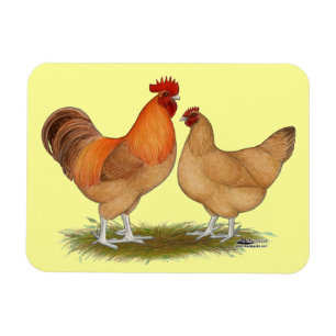 Lincolnshire Buff Chickens Magnet