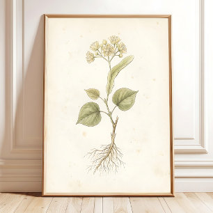 Linden Blossom Vintage Botanical Art Print