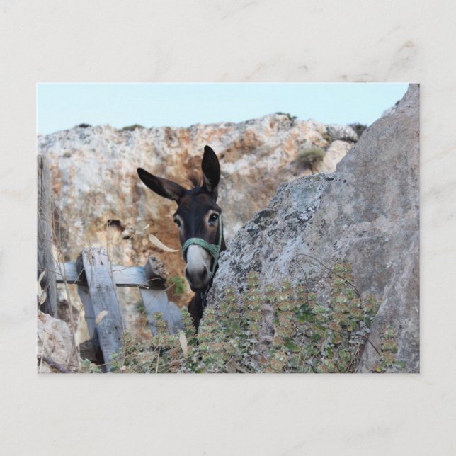 Lindos Donkey Postcard (Front)