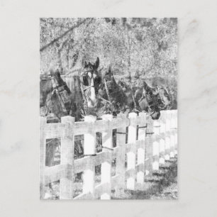 Line of Amish Horses Black and white Postcard