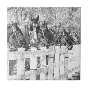 Line of Amish Horses Black and white Tile