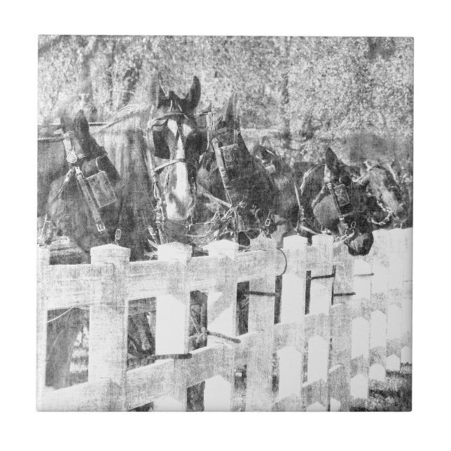 Line of Amish Horses Black and white Tile (Front)