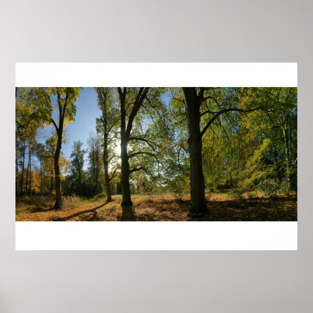 Line of Autumn trees Poster (Front)