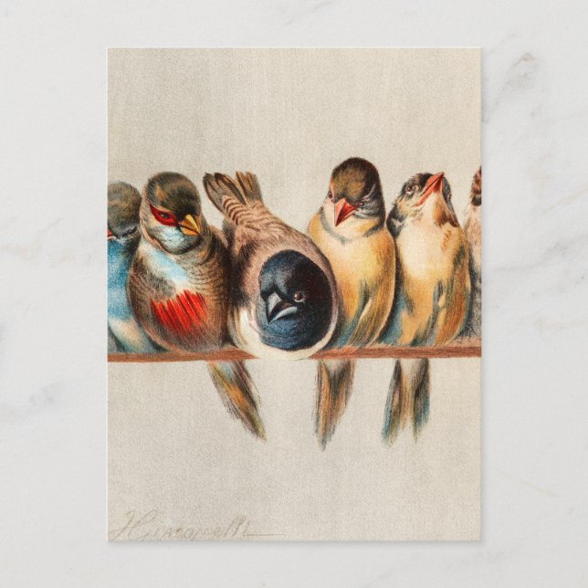 Line of Birds & Dove Postcard (Front)
