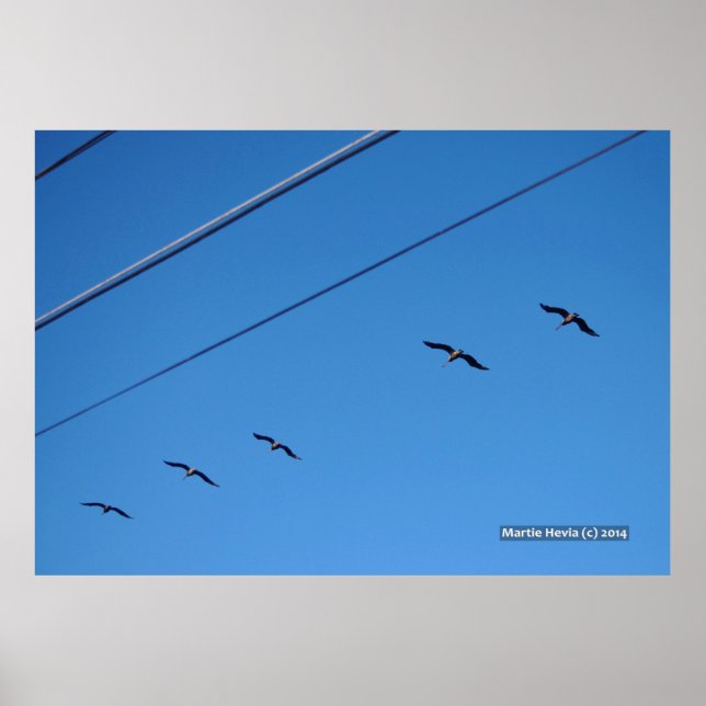Line of Birds Poster (Front)