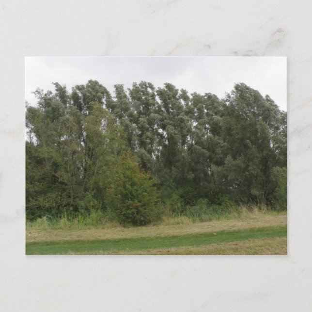 Line of Leaning Trees Landscape Postcard (Front)