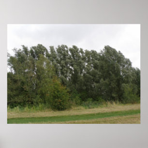 Line of Leaning Trees Landscape Print