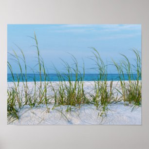 Line Of Sea Oats In White Sand Poster