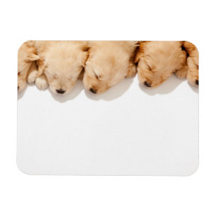 Line of Sleeping Golden Retriever Puppies Magnet