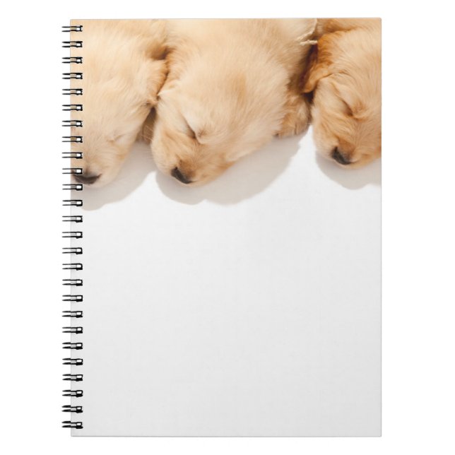 Line of Sleeping Golden Retriever Puppies Notebook (Front)