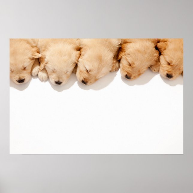 Line of Sleeping Golden Retriever Puppies Poster (Front)