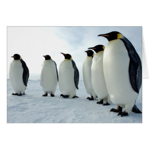 Lined up Emperor Penguins