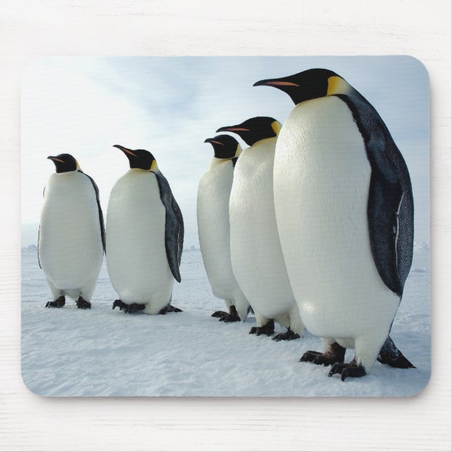 Lined up Emperor Penguins Mouse Pad (Front)
