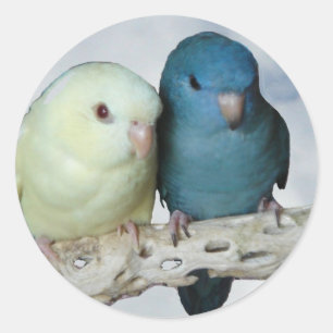 Lineolated parakeet pair classic round sticker