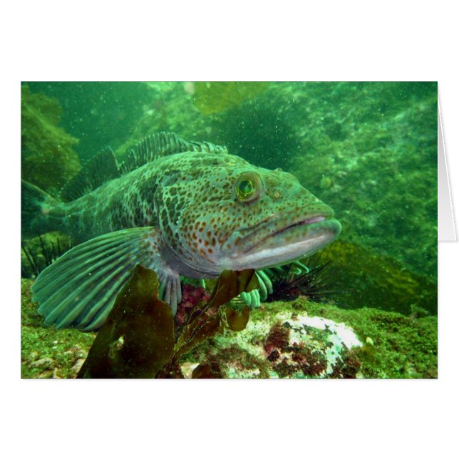 Ling Cod (Front Horizontal)