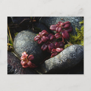 Lingonberry Leaves - Autumn Colours, Unalaska Isla Postcard