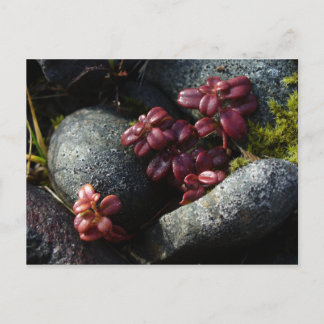 Lingonberry Leaves - Autumn Colours, Unalaska Isla Postcard