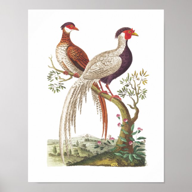 Linnaeus Birds - Chinese Pheasants Poster (Front)