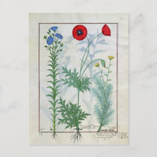 Linum, Garden poppies and Abrotanum Postcard
