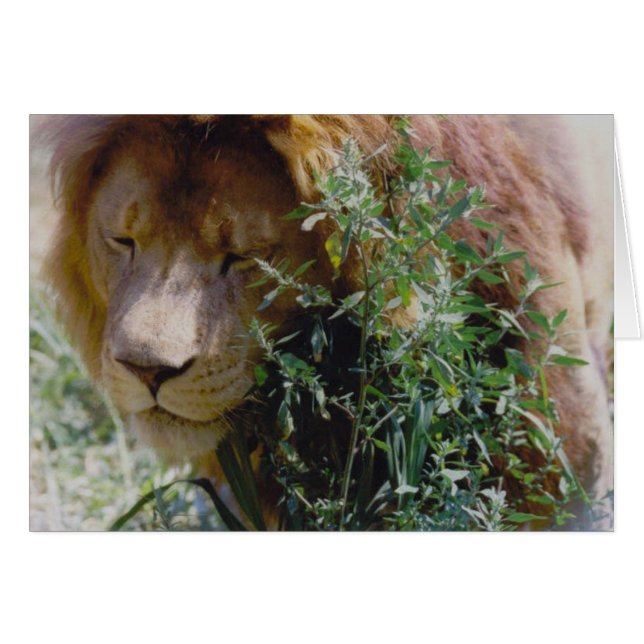 Lion (Front Horizontal)