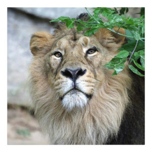 Lion20150605 Photo Print