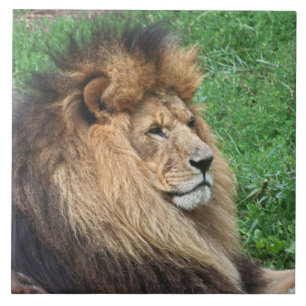 Lion 001 ceramic tile