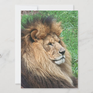 Lion 001 holiday card