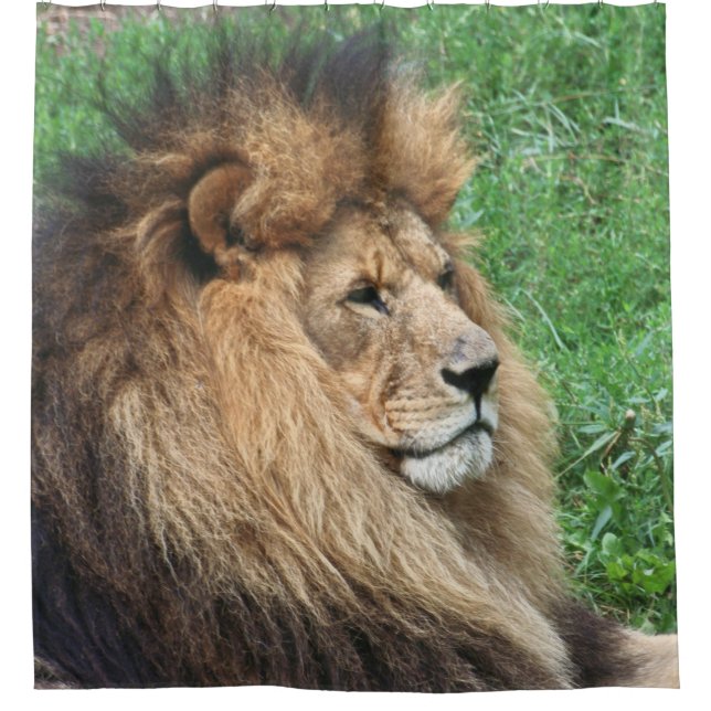 Lion 001 shower curtain (Front)