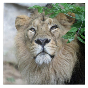 Lion 002 ceramic tile