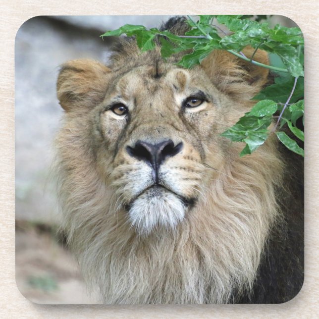 Lion 002 coaster (Front)