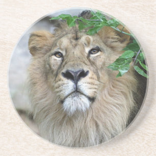 Lion 002 coaster