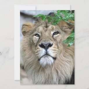 Lion 002 holiday card